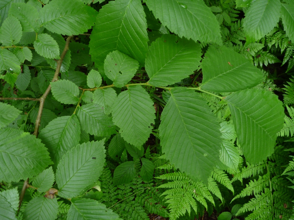 Ulmus laevis (door Cor Nonhof)