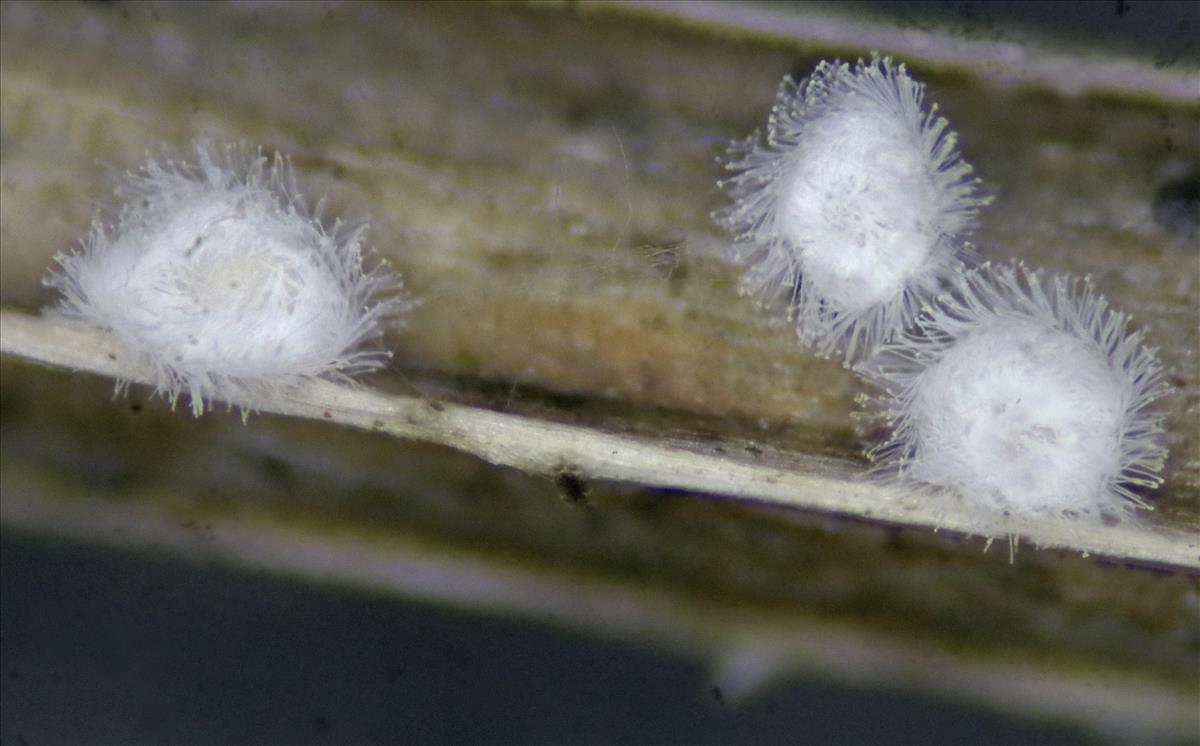 Flagelloscypha minutissima (door Menno Boomsluiter)