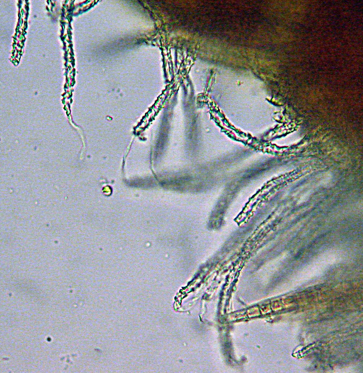Flagelloscypha minutissima (door Anneke van der Putte)