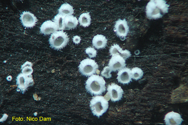 Flagelloscypha minutissima (door Nico Dam)
