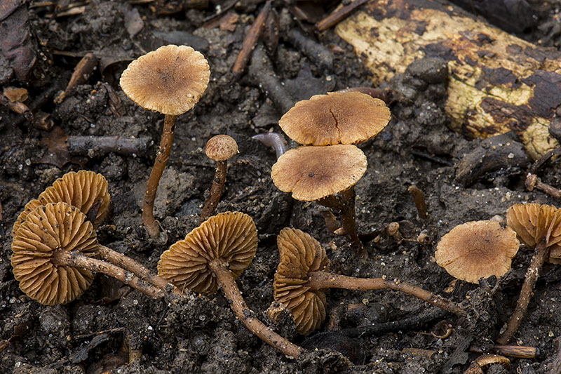 Flammulaster ferrugineus (door Nico Dam)