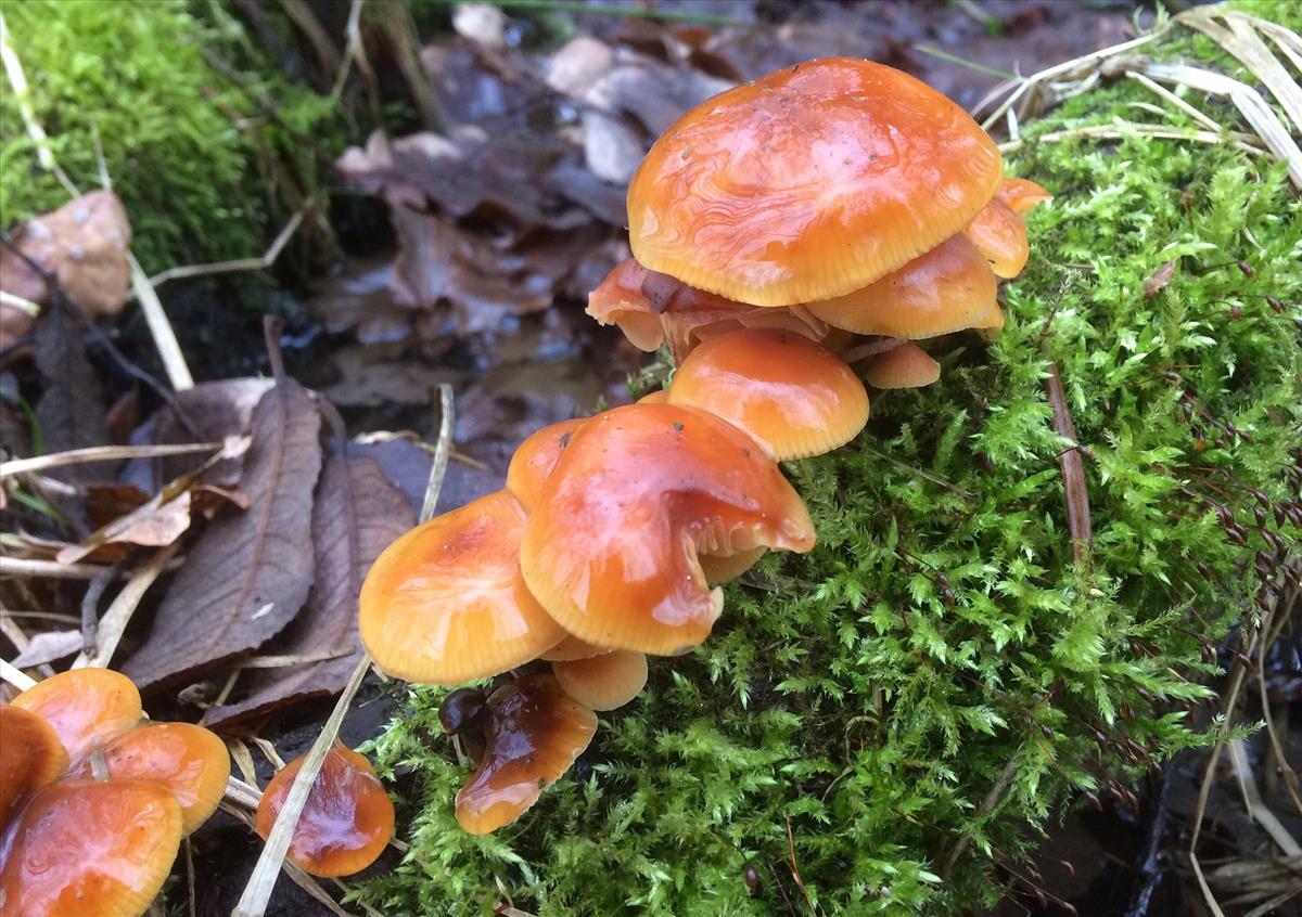 Flammulina elastica (door Eduard Osieck)