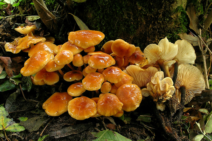 Flammulina velutipes (door Henk Huijser)