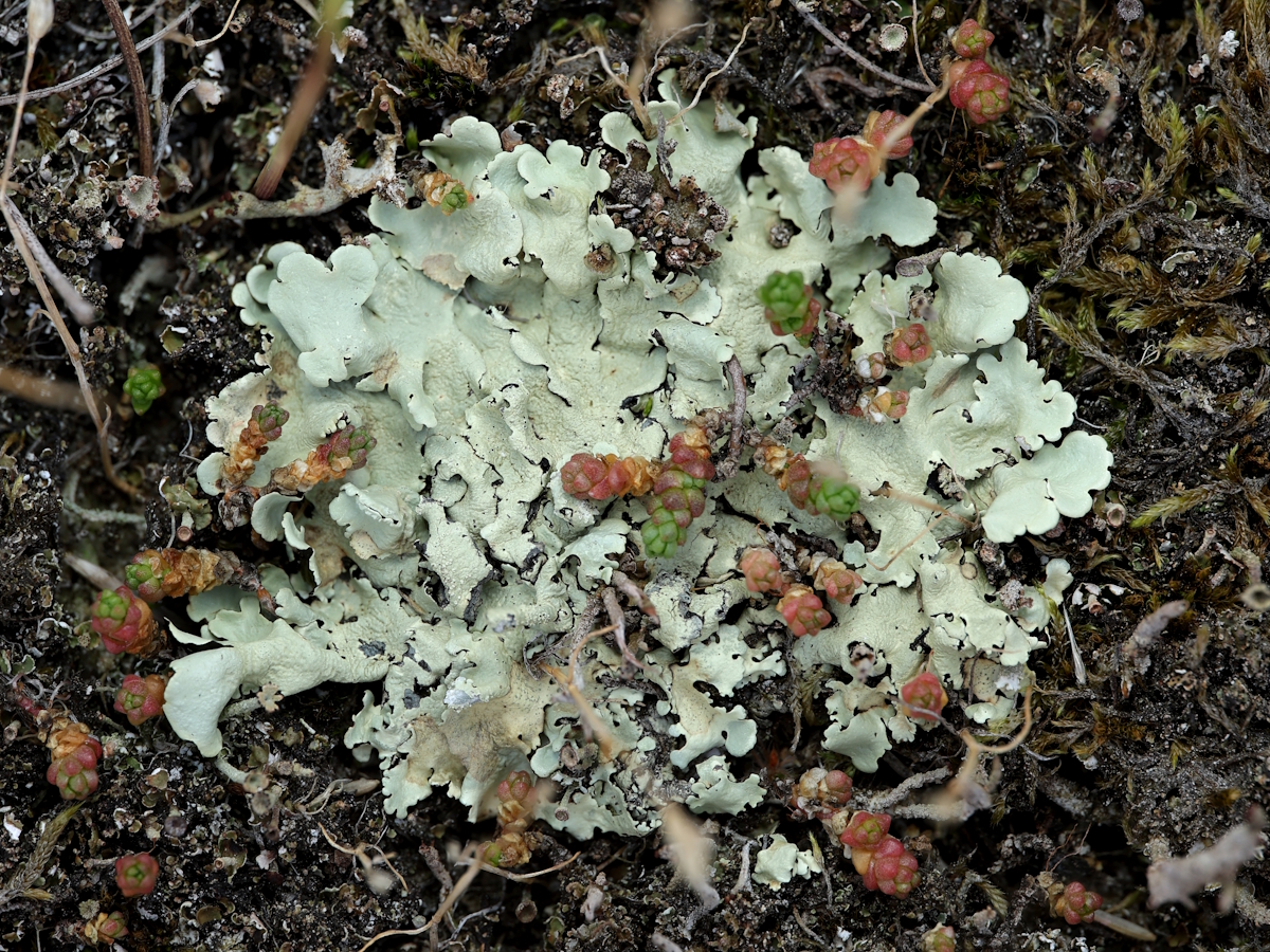 Flavoparmelia caperata (door Henk-Jan van der Kolk)