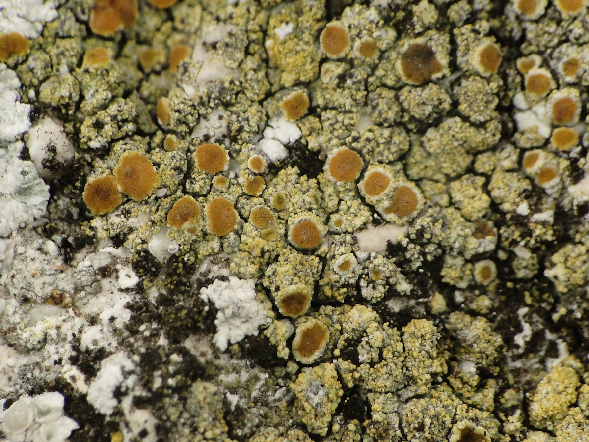 Flavoplaca limonia (door Henk-Jan van der Kolk)