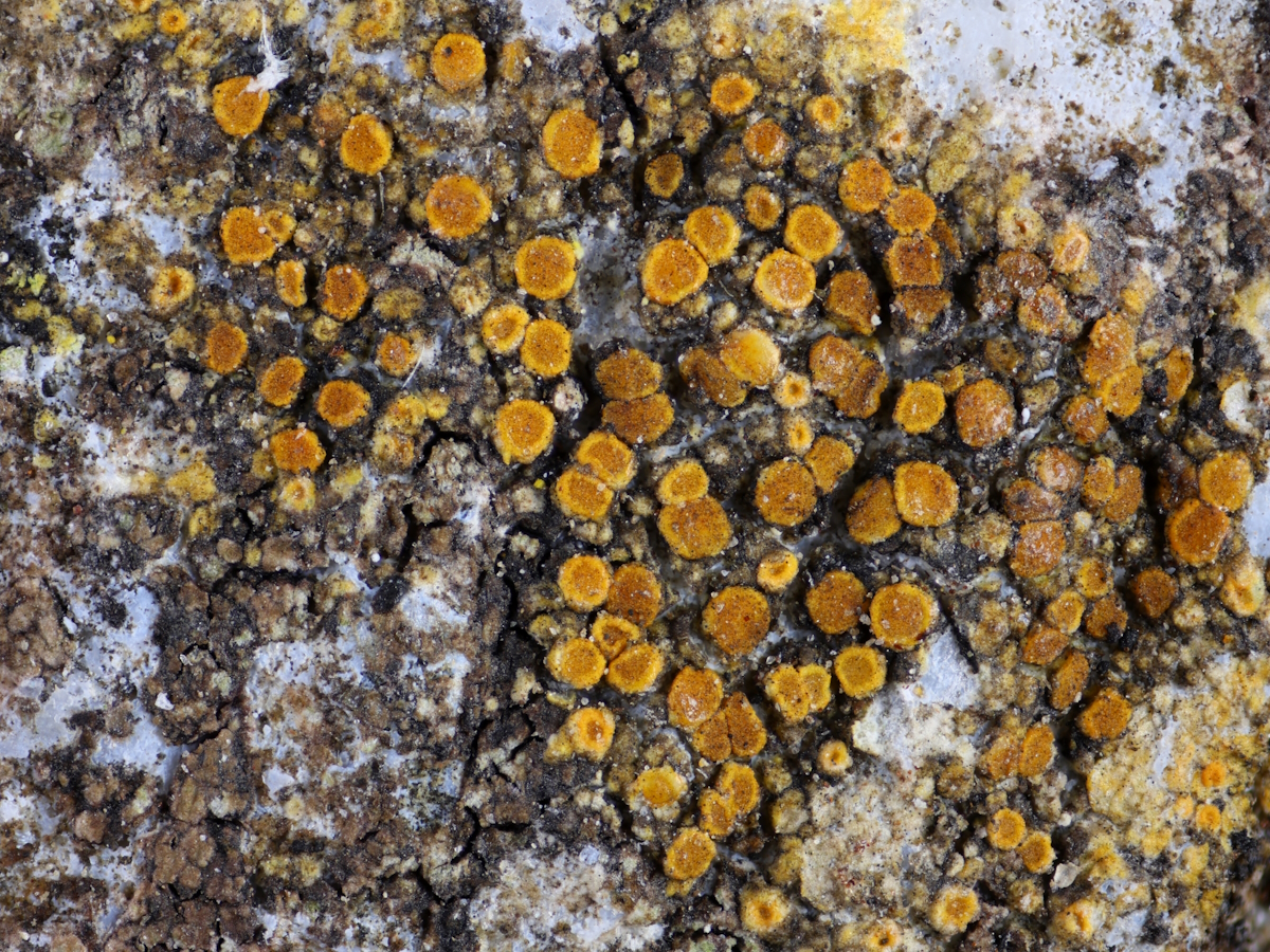 Flavoplaca oasis (door Henk-Jan van der Kolk)