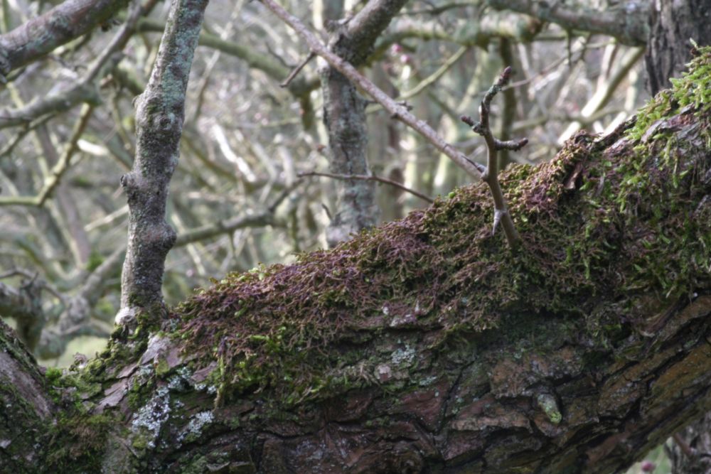 Frullania tamarisci (door Niko Buiten)