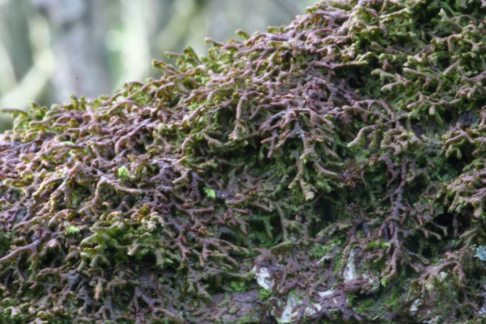 Frullania tamarisci (door Niko Buiten)