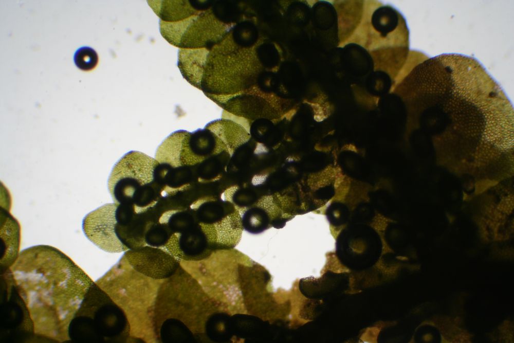 Frullania tamarisci (door Niko Buiten)