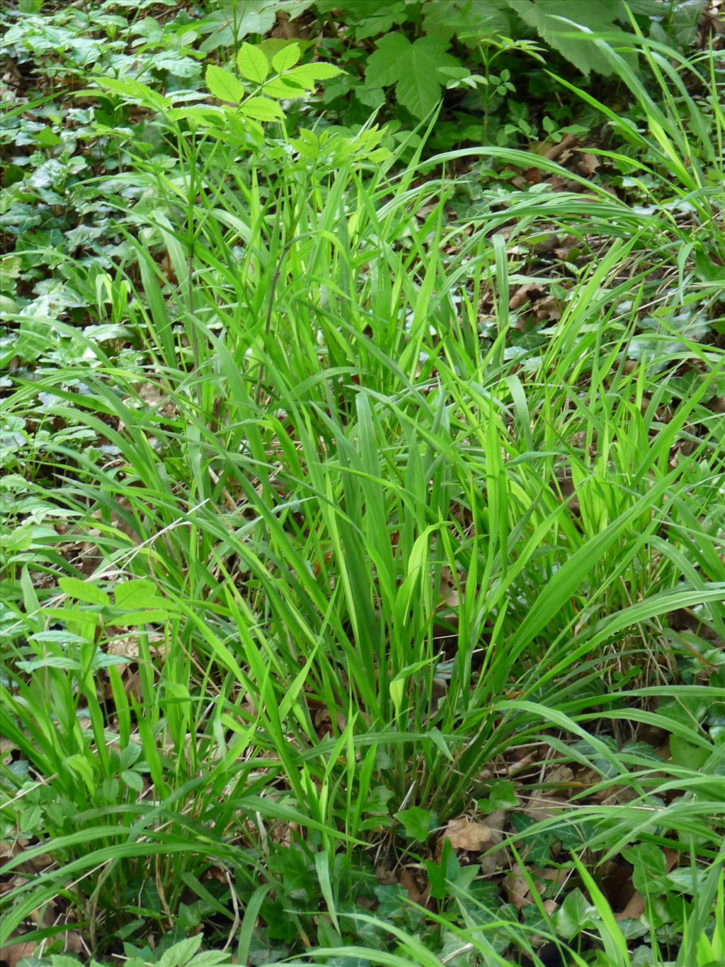 Brachypodium sylvaticum (door Willemien Troelstra)