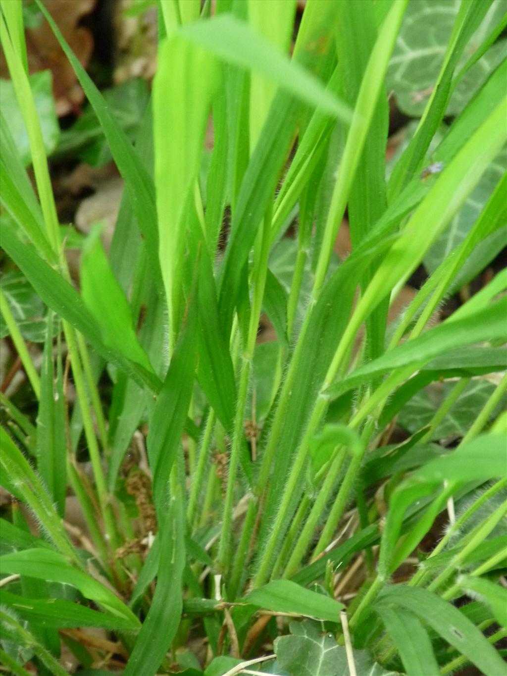 Brachypodium sylvaticum (door Willemien Troelstra)