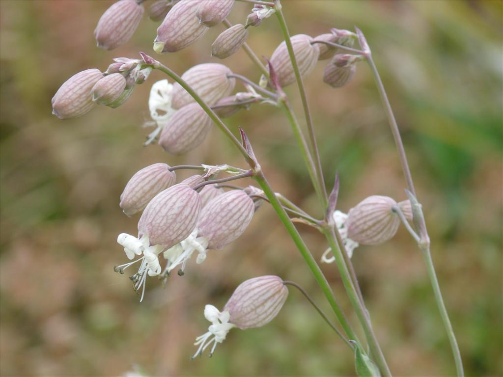 Silene vulgaris (door Willemien Troelstra)