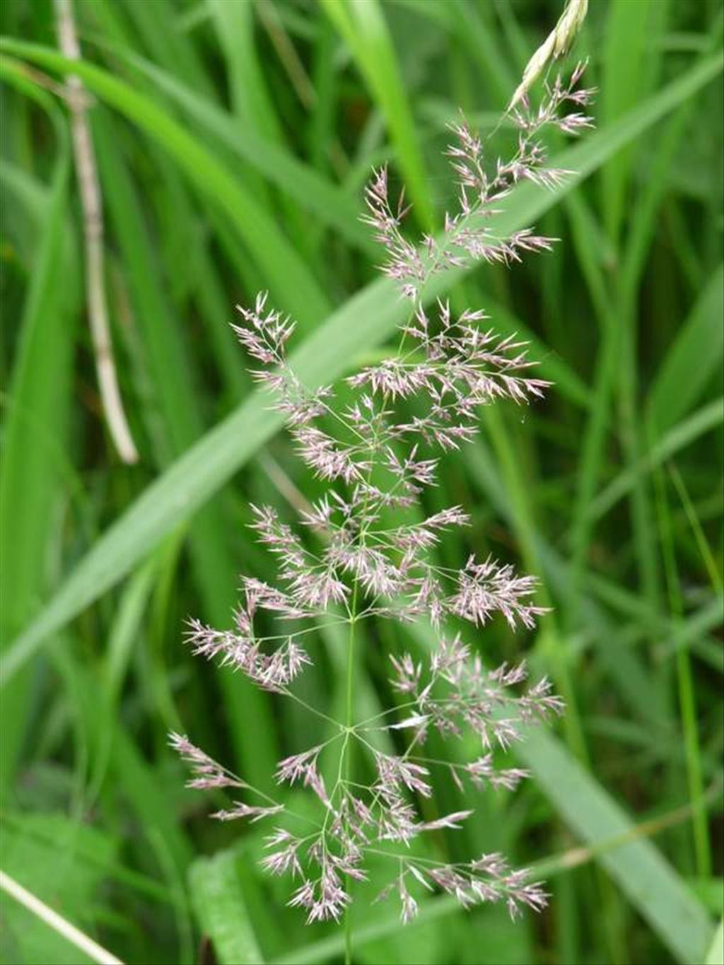 Calamagrostis canescens (door Willemien Troelstra)