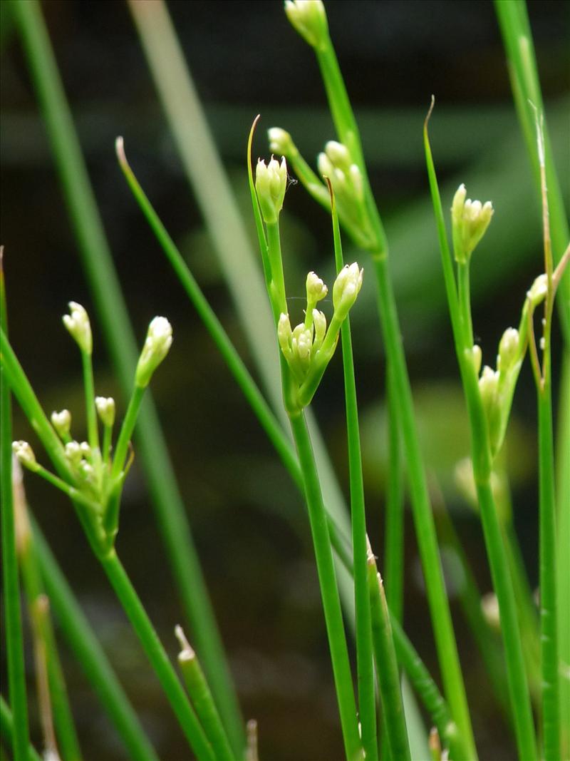 Juncus subnodulosus (door Willemien Troelstra)