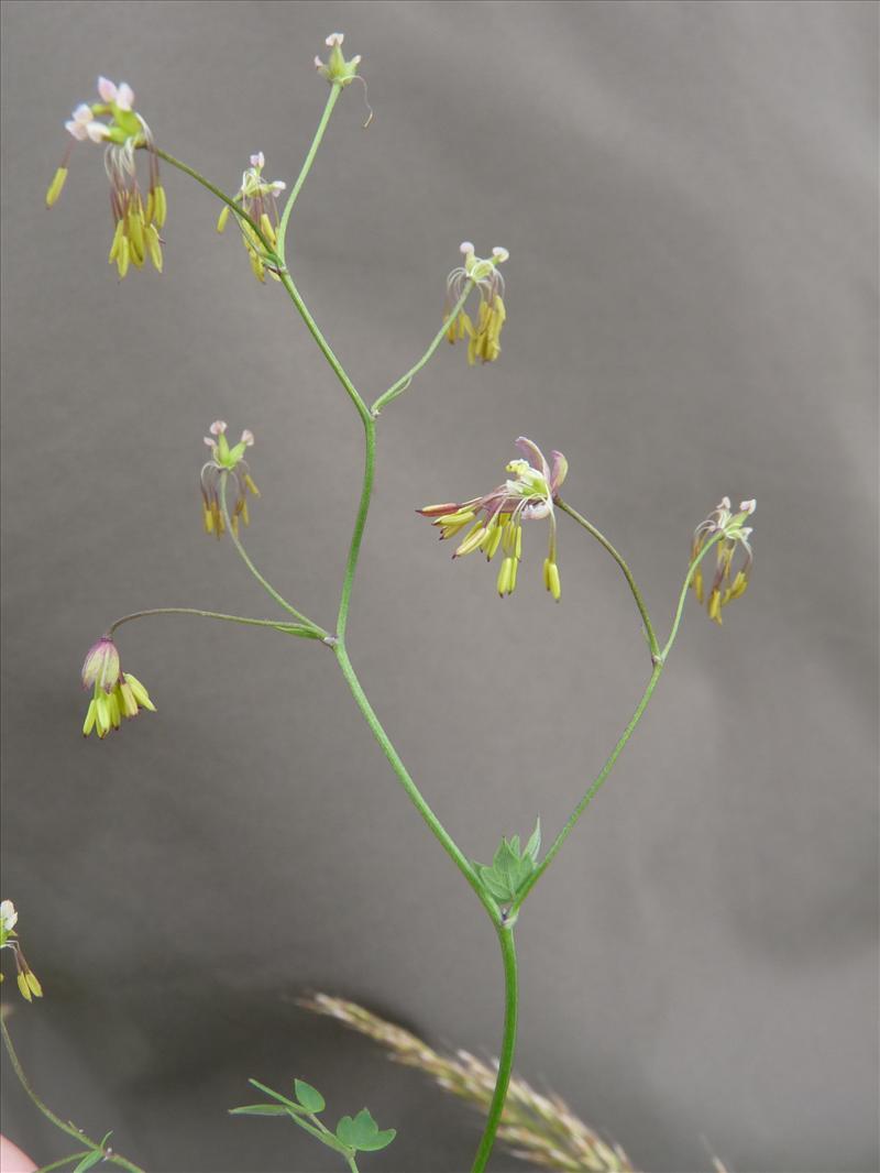 Thalictrum minus (door Willemien Troelstra)