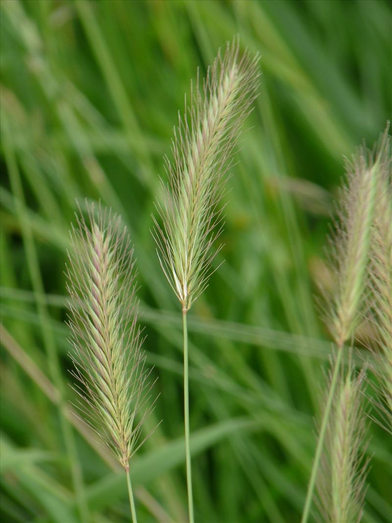 Hordeum secalinum (door Willemien Troelstra)