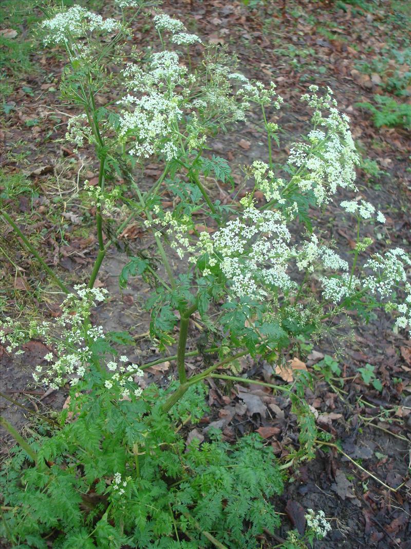 Anthriscus sylvestris (door Michael Inden)