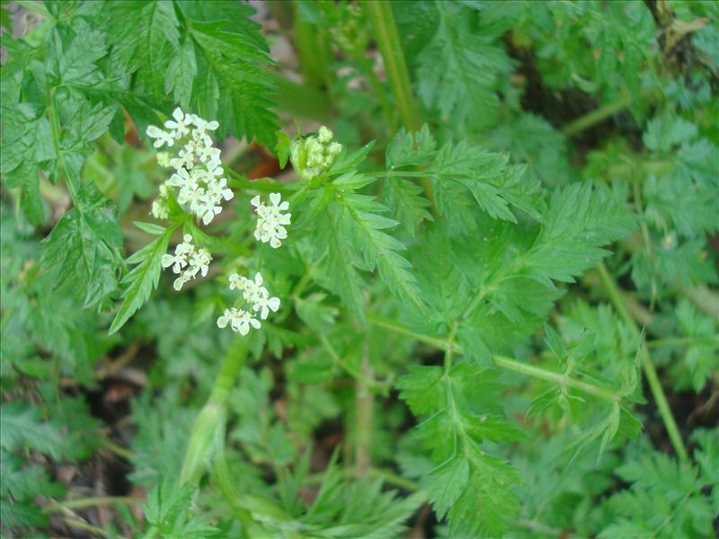 Anthriscus sylvestris (door Michael Inden)