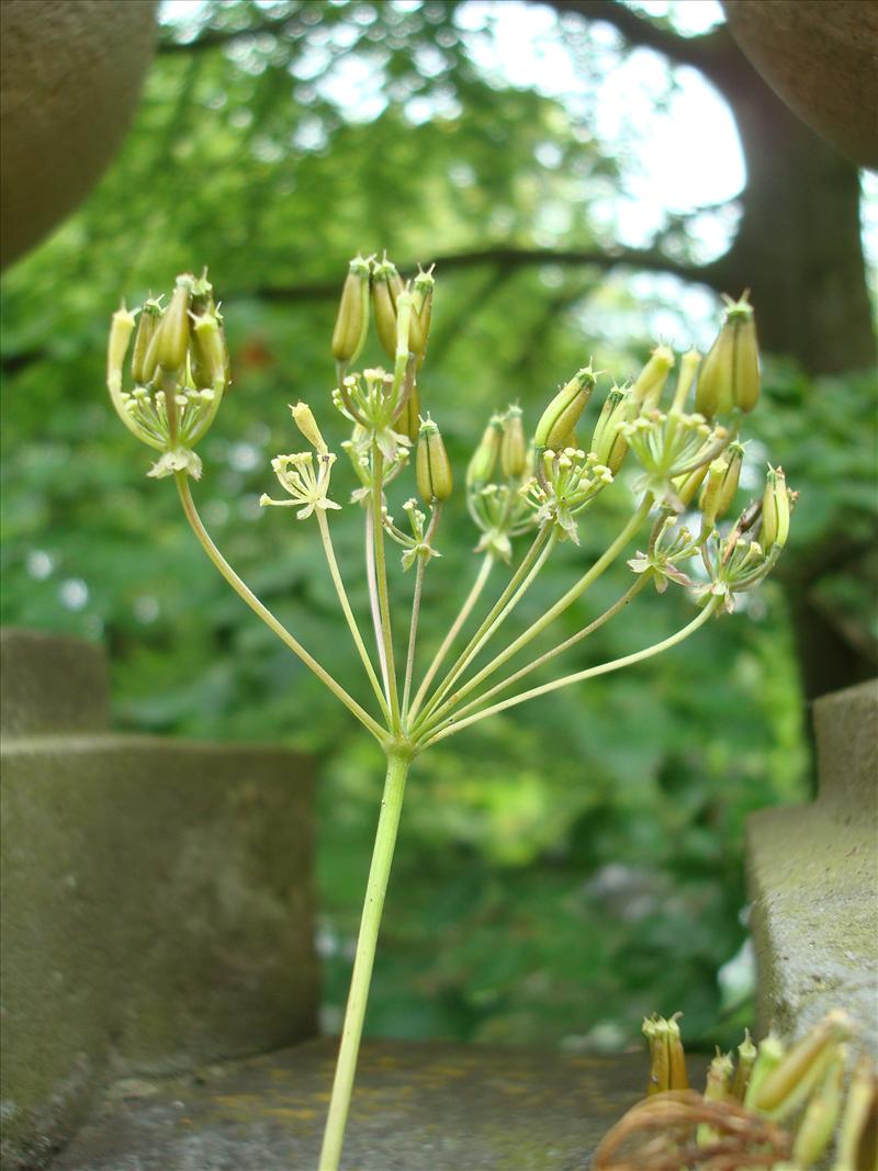 Anthriscus sylvestris (door Michael Inden)