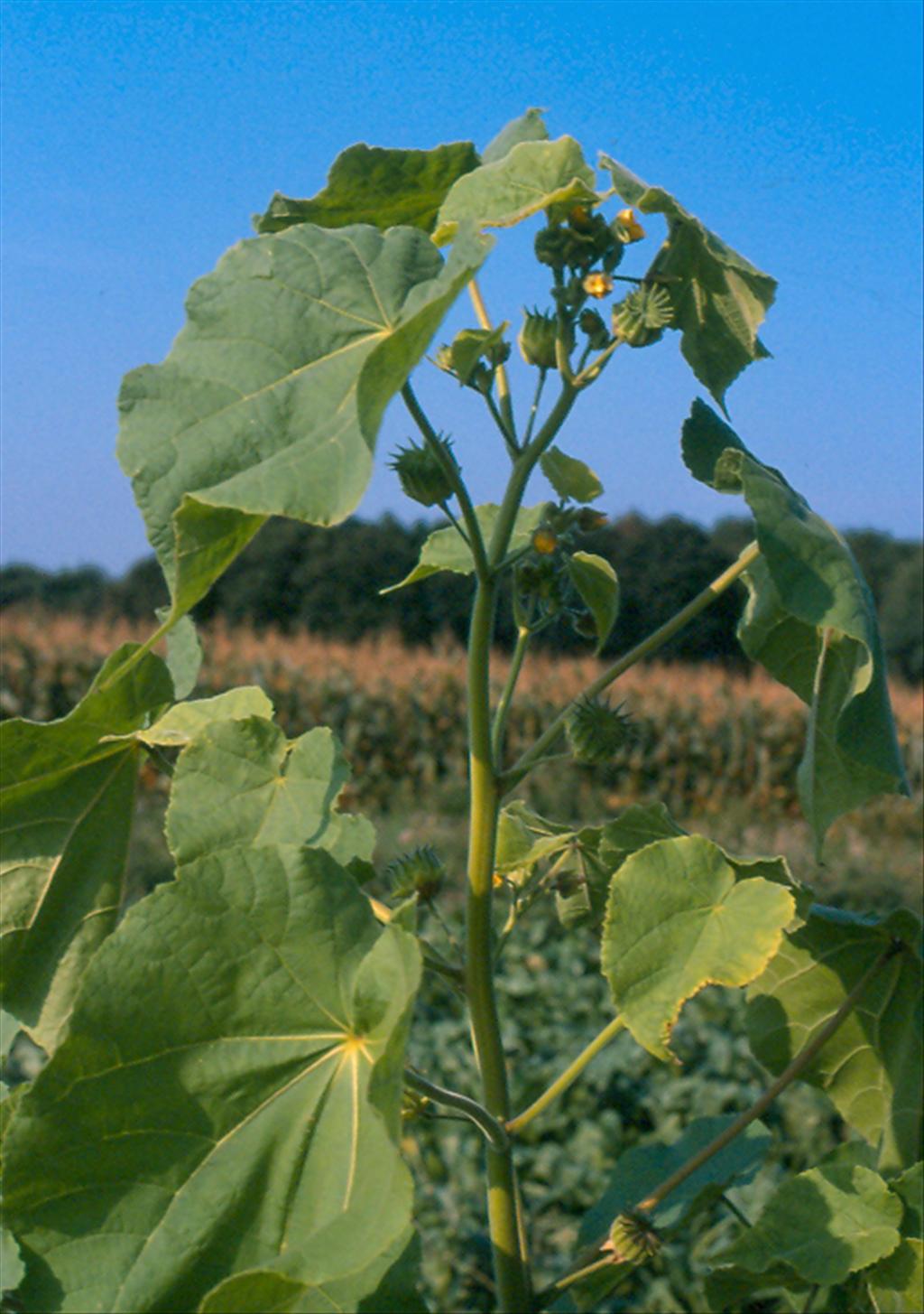 Abutilon theophrasti (door Willem Braam)