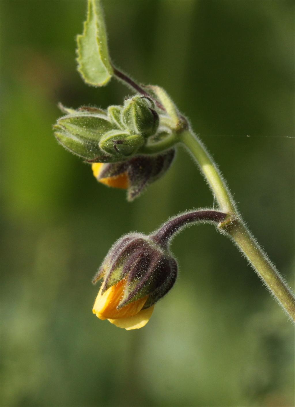 Abutilon theophrasti (door Peter Meininger)