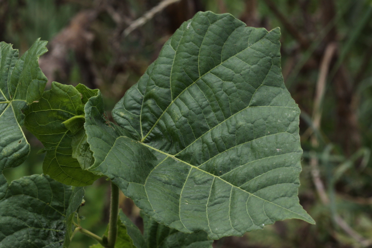 Abutilon theophrasti (door Peter Meininger)