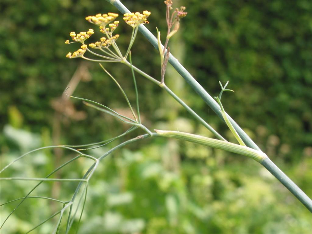 Foeniculum vulgare (door Gertjan van Mill)