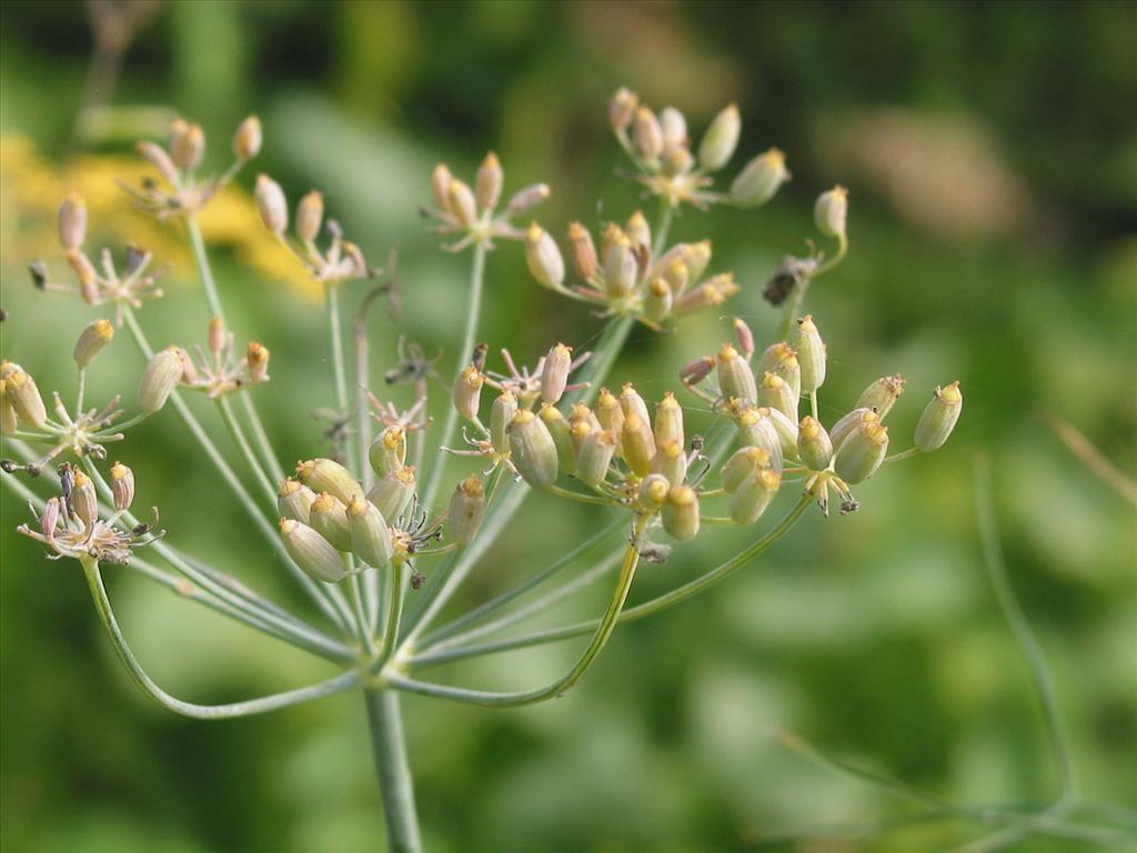 Foeniculum vulgare (door Gertjan van Mill)