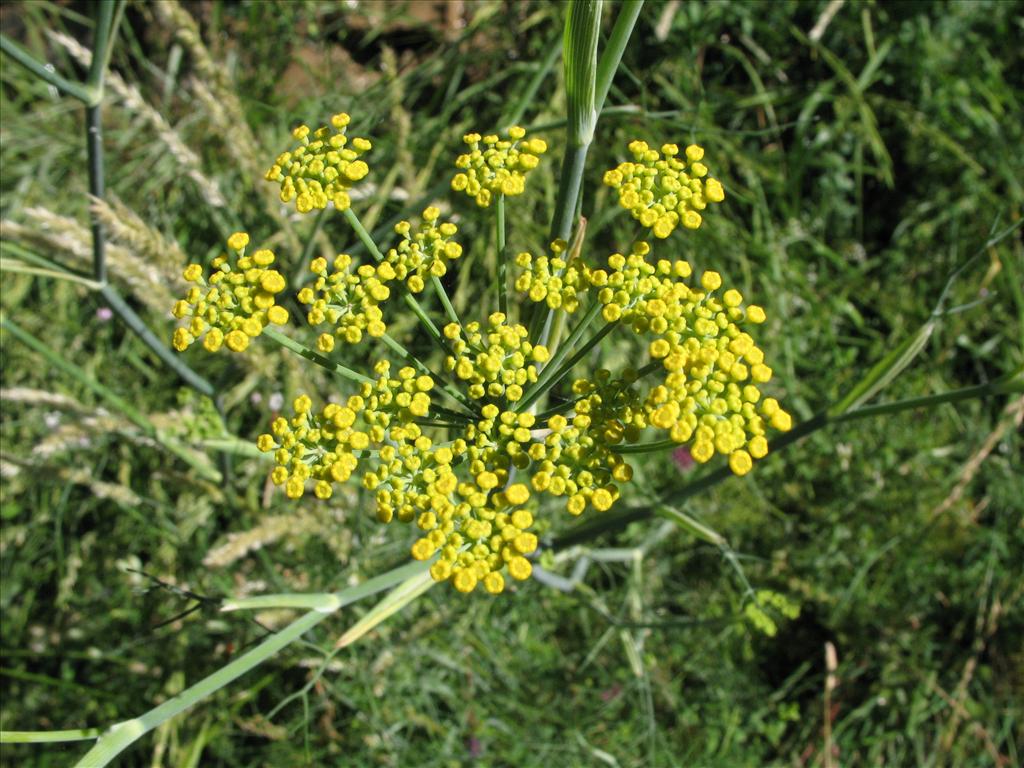 Foeniculum vulgare (door Gertjan van Mill)