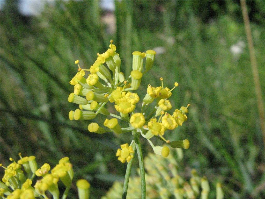 Foeniculum vulgare (door Gertjan van Mill)