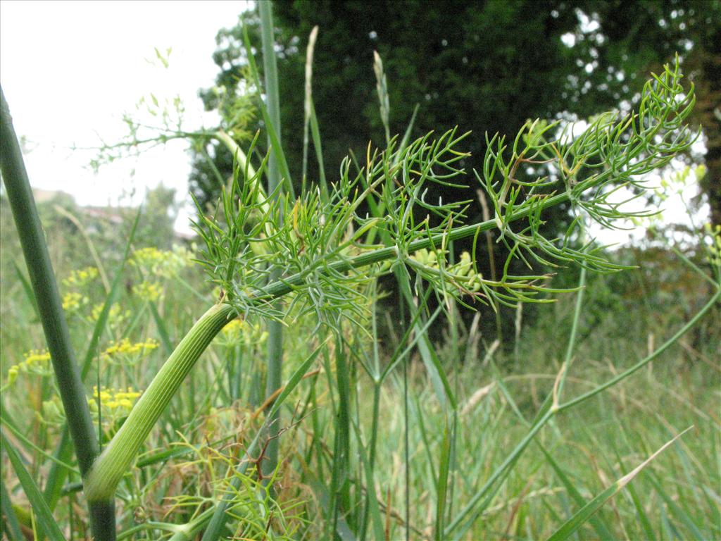 Foeniculum vulgare (door Gertjan van Mill)