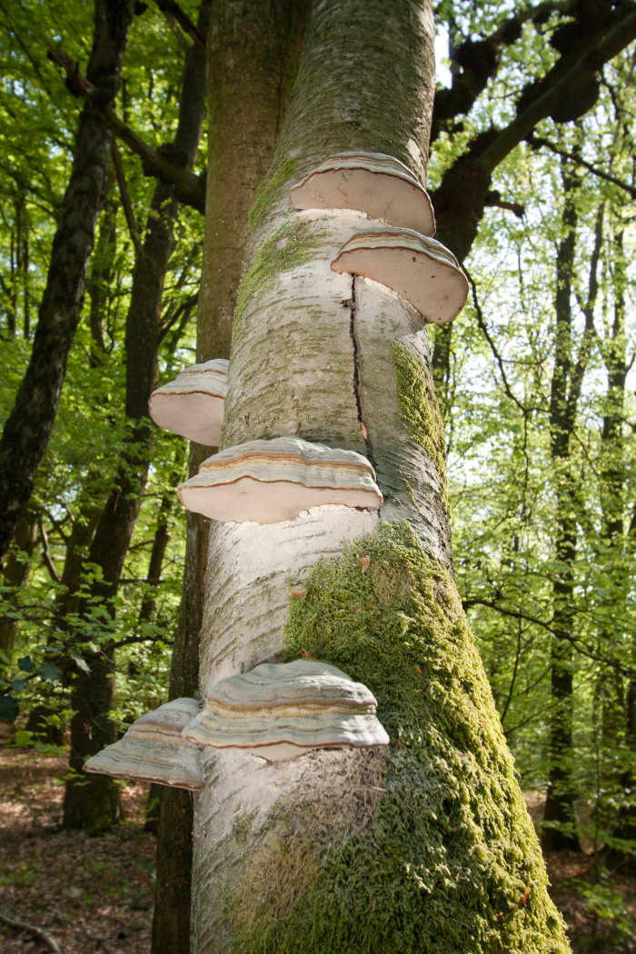 Fomes fomentarius (door Aldert Gutter)