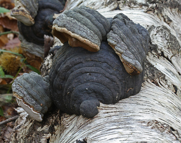 Fomes fomentarius (door Menno Boomsluiter)