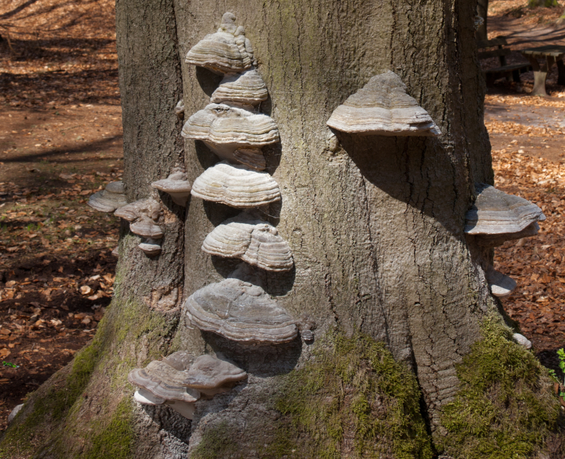 Fomes fomentarius (door Aldert Gutter)