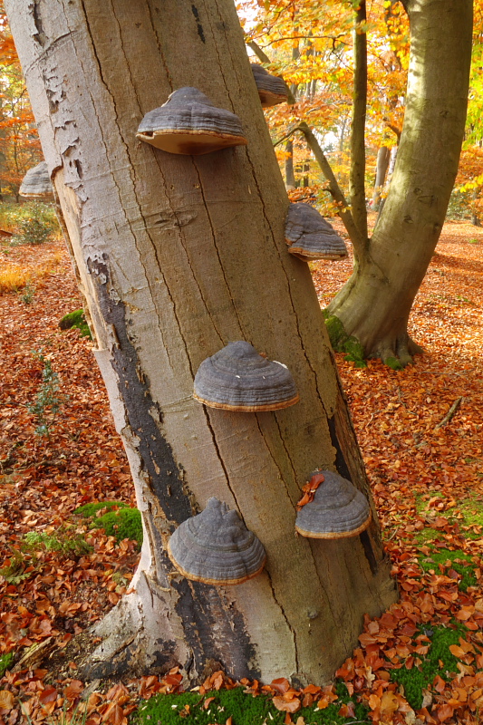 Fomes fomentarius (door Aldert Gutter)