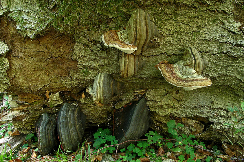 Fomes fomentarius (door Henk Huijser)