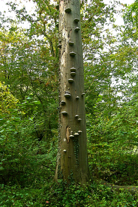 Fomes fomentarius (door Henk Huijser)