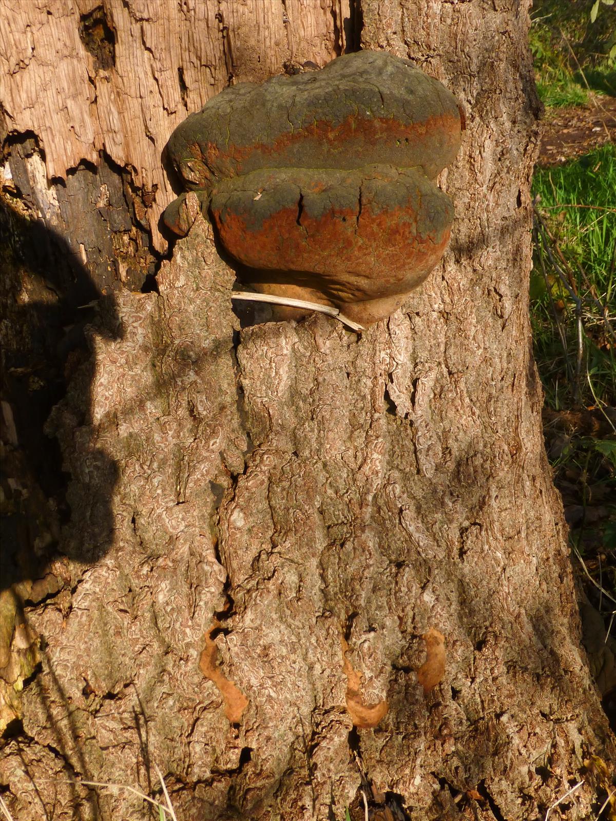 Fomitiporia robusta (door Aldert Gutter)