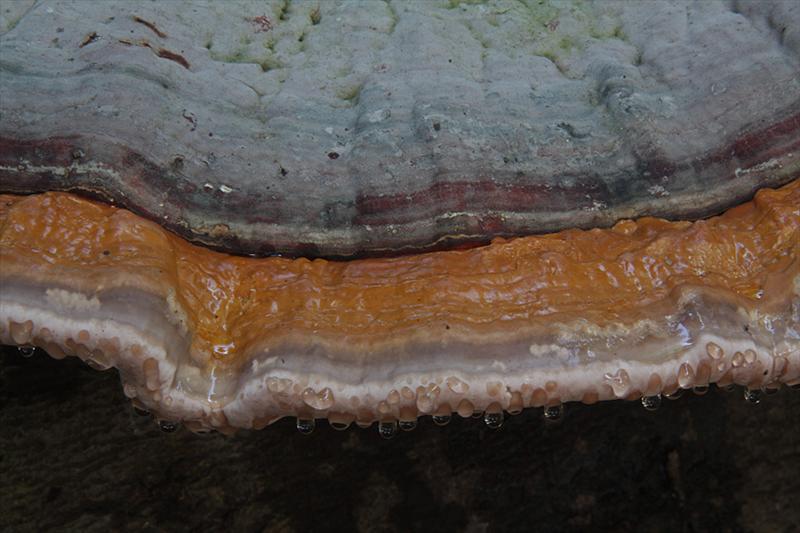 Fomitopsis pinicola (door Menno Boomsluiter)