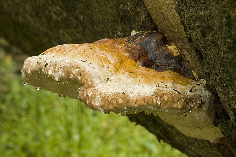 Fomitopsis pinicola (door Nico Dam)