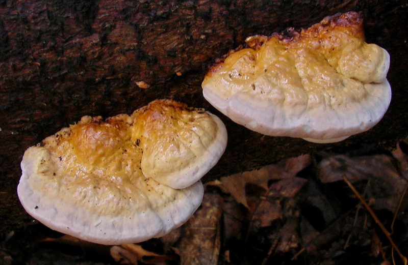 Fomitopsis pinicola (door Aldert Gutter)