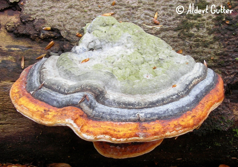 Fomitopsis pinicola (door Aldert Gutter)