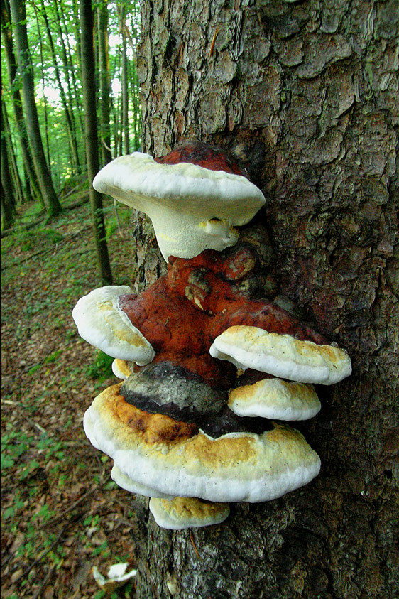 Fomitopsis pinicola (door Henk Huijser)