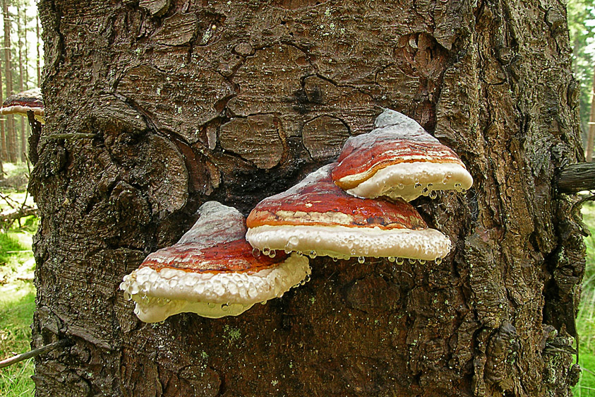 Fomitopsis pinicola (door Henk Huijser)