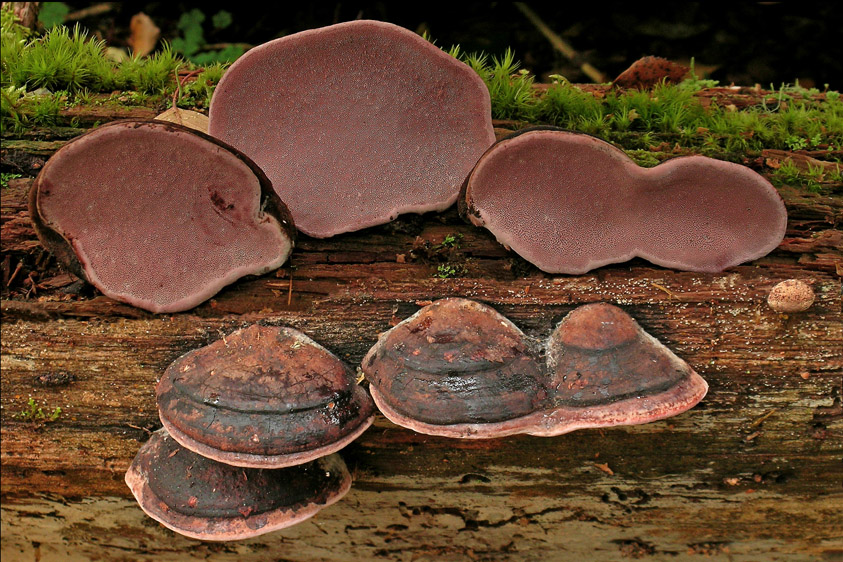 Fomitopsis rosea (door Henk Huijser)