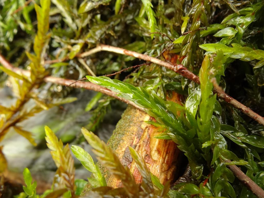 Fontinalis antipyretica (door Jakob Hanenburg)