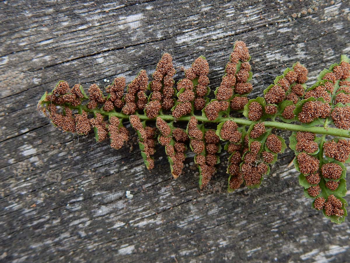 Asplenium foreziense (door Ed Stikvoort | Saxifraga)