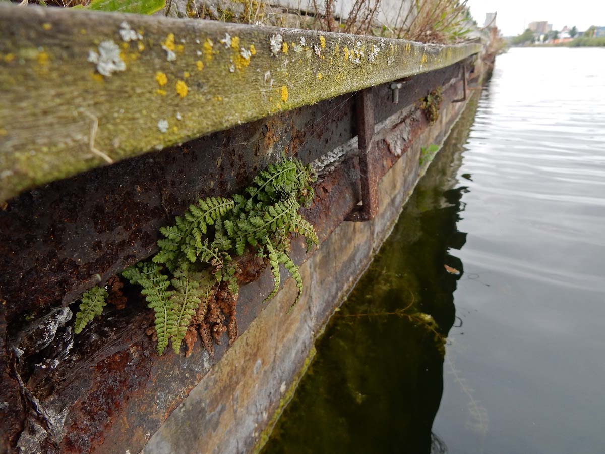 Asplenium foreziense (door Ed Stikvoort | Saxifraga)