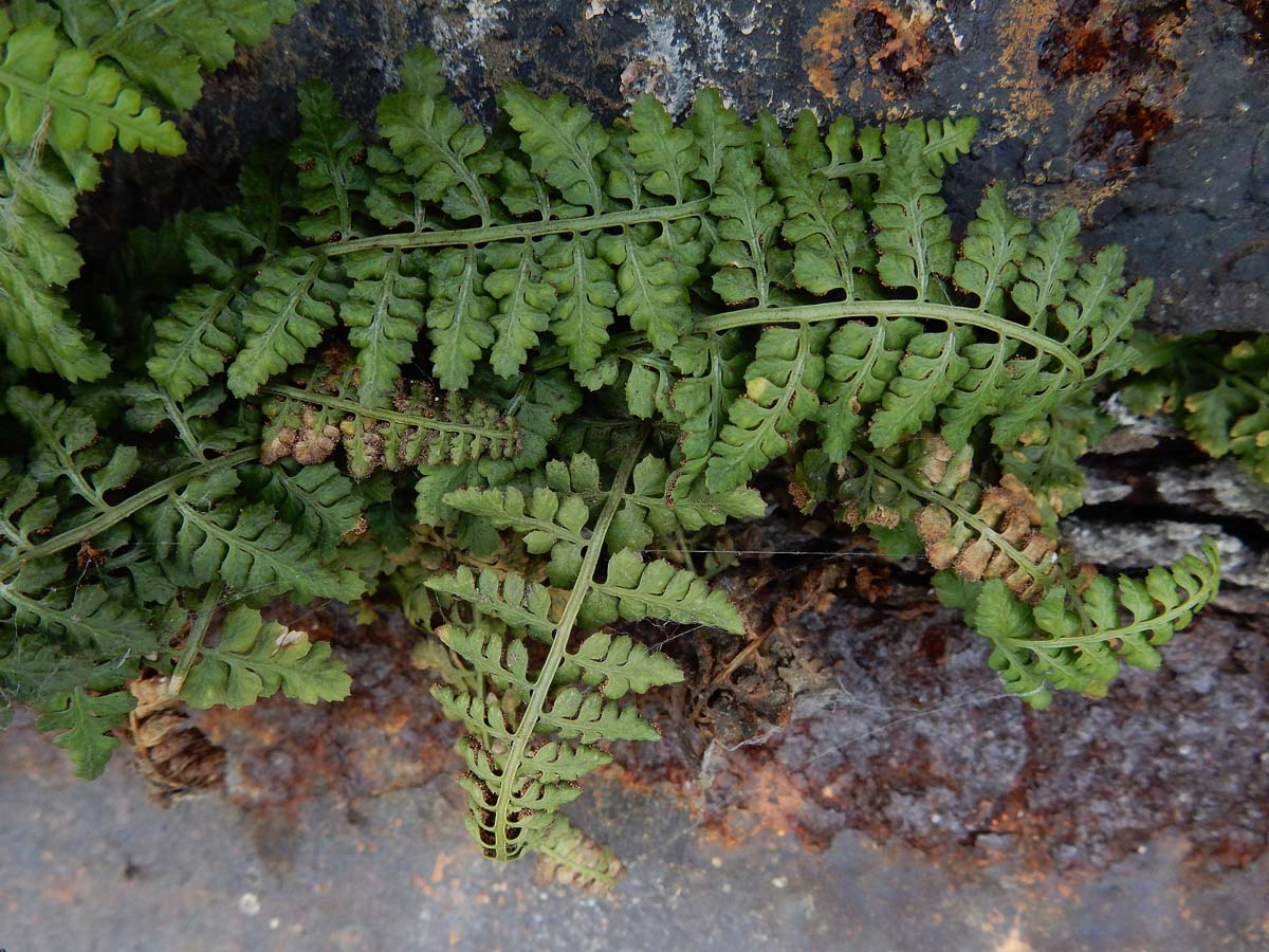 Asplenium foreziense (door Ed Stikvoort | Saxifraga)