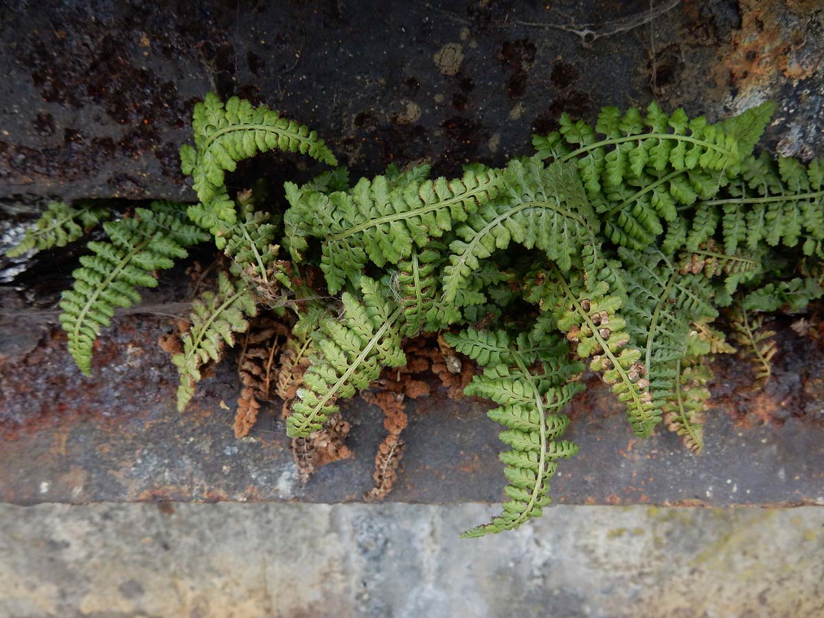 Asplenium foreziense (door Ed Stikvoort | Saxifraga)